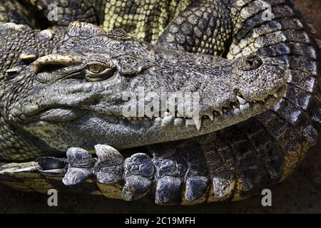 Crocodile siamois - Crocodylus siamensis Banque D'Images