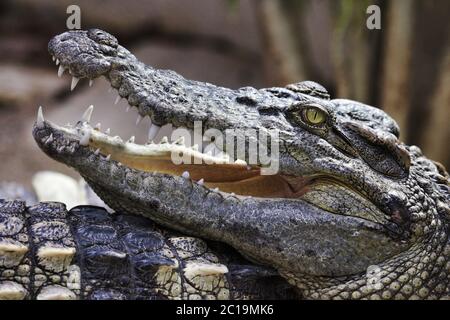 Crocodile siamois - Crocodylus siamensis Banque D'Images