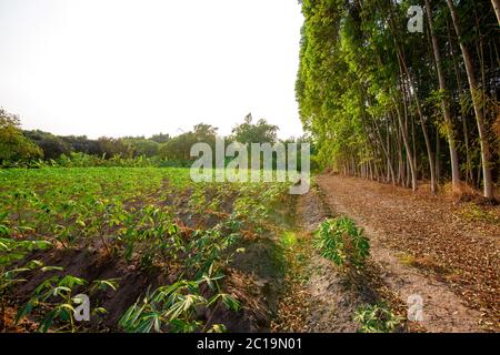 Tapioca ferme, culture de pommes de terre sur le sol. Concept d'agriculture. Banque D'Images