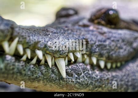 Crocodile philippin - Crocodylus mindorensis Banque D'Images