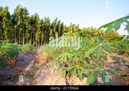 Ferme de tapioca, ferme de pommes de terre, plantation de tapioca, contexte agricole. Banque D'Images