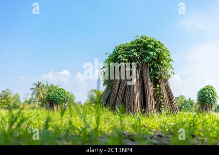 Champs de tapioca. Cultiver le manioc. Préparer la plantation de manioc. Bunches de reproduction de saule de manioc dans la plante. Banque D'Images