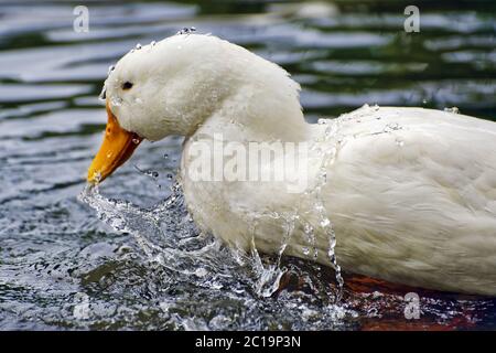 Canard de Pékin - Anas platyrhynchos domestica Banque D'Images