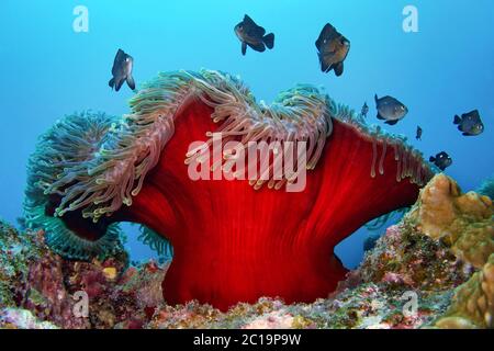 Magnifique anémone de mer (avec Threespot dascyllus) - Heteractis magifica (avec Dascyllus trimaculatus) Banque D'Images