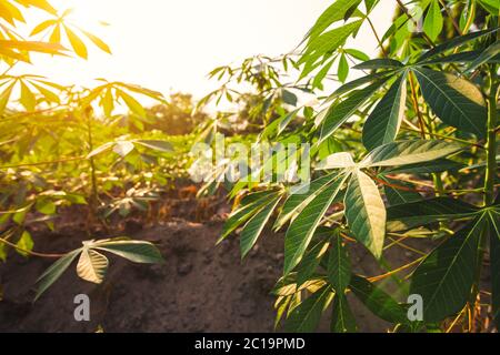 Ferme de tapioca, ferme de pommes de terre, plantation de tapioca, contexte agricole. Banque D'Images