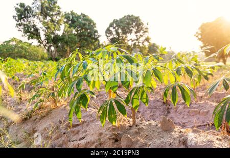 Ferme de tapioca, ferme de pommes de terre, plantation de tapioca, contexte agricole. Banque D'Images