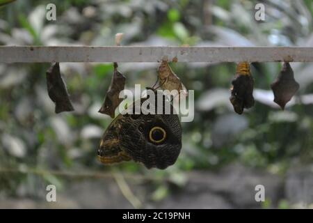 Un papillon de hibou - Caligo eurilochus - est montré émergent de son chrysalide. Papillon à éclosion hors cocon Banque D'Images