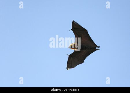 Chauve-souris aux Seychelles / renard volant aux Seychelles - Pteropus seychellensis Banque D'Images