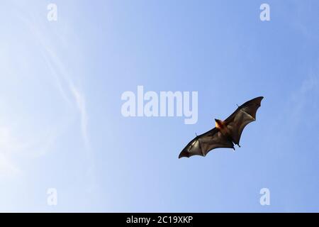 Chauve-souris aux Seychelles / renard volant aux Seychelles - Pteropus seychellensis Banque D'Images