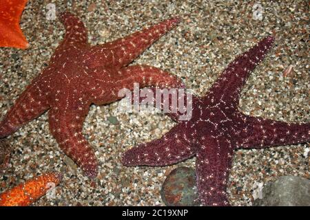 L'Etoile des ocres Pisaster ochraceus Banque D'Images