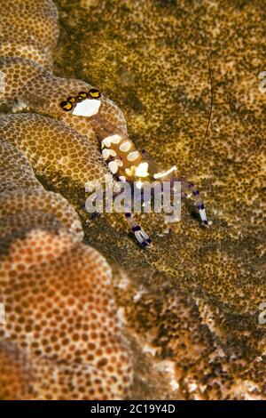 De magnifiques crevettes (ou en verre) - Crevettes Anémone Periclimenes brevicarpalis Banque D'Images