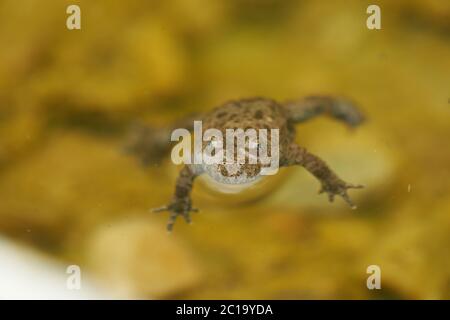 Toad jaune ventre Bombina Variegata Portrait yeux d'or avec coeur noir Banque D'Images