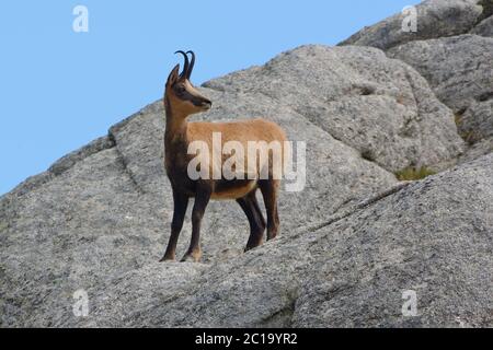 Chamois pyrénéen (Rupicapra pyrenaica) dans les Pyrénées, France Banque D'Images