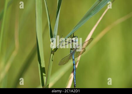 Empereur libellule bleu empereur Anax imperméable belliciste libellule Aeshnidae macro Banque D'Images