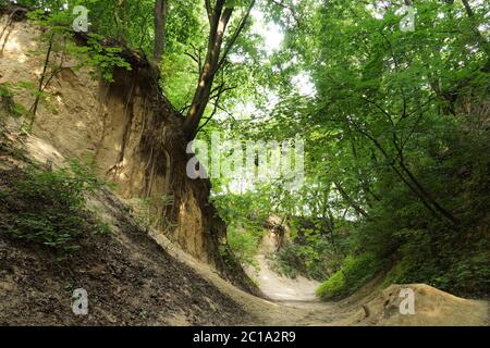 Gorge loess de Saint Jadwiga. Sandomierz. Pologne. Cadre horizontal. Banque D'Images