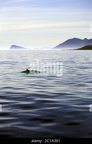 Rorqual commun - Balaenoptera physalus Banque D'Images