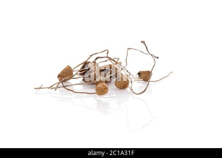 Sécher les champignons magiques isolé sur fond blanc. Banque D'Images