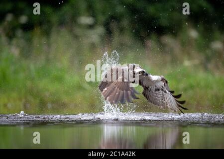 Un Osprey occidental (Pandion haliatus) chasse la truite, afin de nourrir ses poussins, sur un lac en Écosse. Banque D'Images