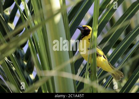 Village weaver (homme) - Poceus cucullatus Banque D'Images
