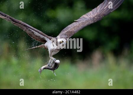 Un Osprey occidental (Pandion haliatus) chasse la truite, afin de nourrir ses poussins, sur un lac en Écosse. Banque D'Images