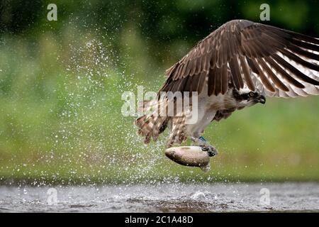 Un Osprey occidental (Pandion haliatus) chasse la truite, afin de nourrir ses poussins, sur un lac en Écosse. Banque D'Images