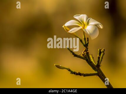 gros plan d'une fleur de la plumeria Banque D'Images