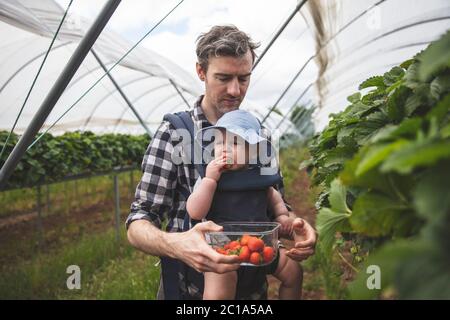 Un père et un fils aiment cueillir des fraises fraîches ensemble. Style de vie familial. Banque D'Images