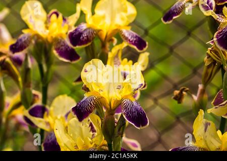 Gros plan de fleurs d'iris colorées isolées dans un jardin. Banque D'Images