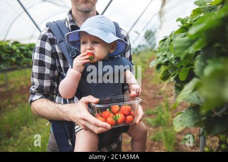 Un père et un fils aiment cueillir des fraises fraîches ensemble. Style de vie familial. Banque D'Images