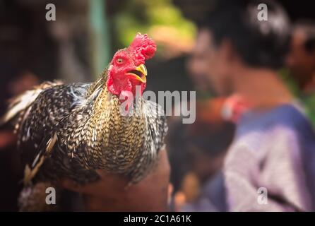 Coq prêt à affronter les combats de coq Banque D'Images