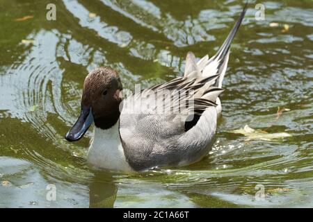 Pintail ou Pin-tail du nord Añas acuta Duck eau Banque D'Images