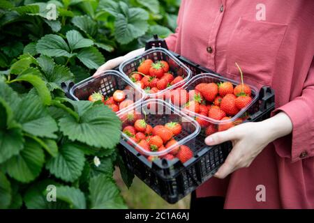 Une femme tenant une caisse avec des filets de fraises fraîchement cueillies Banque D'Images