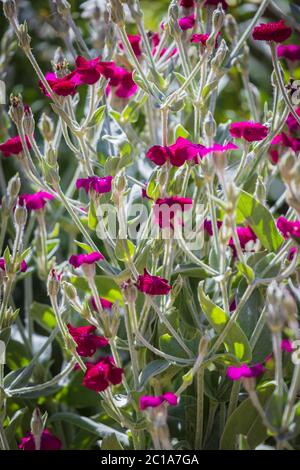 Lychnis Coronia communément connu sous le nom de Rose Campion dans un jardin anglais sur un matin ensoleillé en été Banque D'Images
