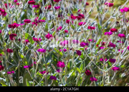 Lychnis Coronia communément connu sous le nom de Rose Campion dans un jardin anglais sur un matin ensoleillé en été Banque D'Images