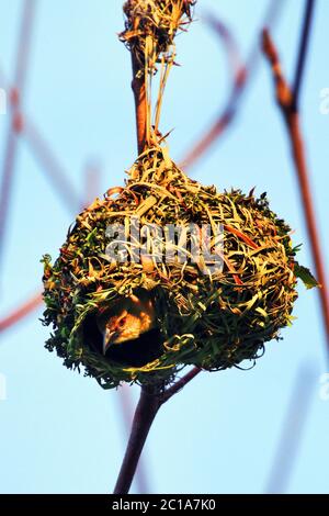 Village weaver (femme) - Poceus cucullatus Banque D'Images