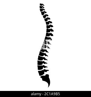 Illustration de l'icône du vecteur du cordon de la colonne vertébrale isolée sur fond blanc Illustration de Vecteur