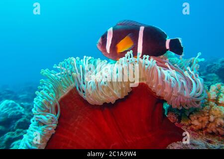- Poisson clown Amphiprion chrysogaster Mauricien Banque D'Images