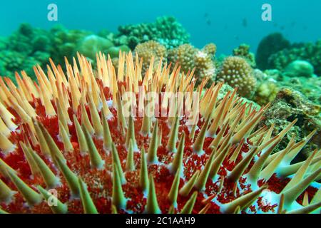 Couronne d'épines d'étoile - Acanthaster planci Banque D'Images