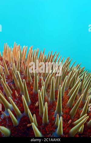 Couronne d'épines d'étoile - Acanthaster planci Banque D'Images