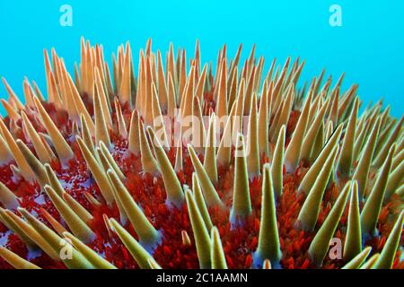 Couronne d'épines d'étoile - Acanthaster planci Banque D'Images