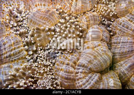 Tapis de mer anemone - Stichodactyla sp. Banque D'Images