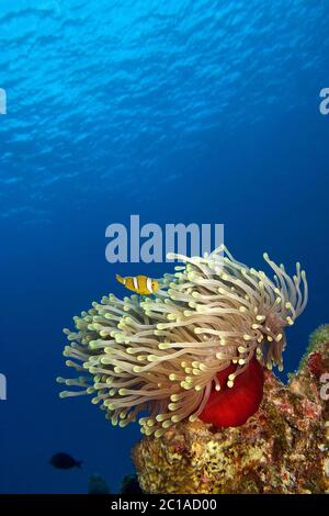 Magnifique anémone de mer (avec juvénile anemonefish mauricien) - Heteractis magifica (avec Amphiprion chrysogaster) Banque D'Images