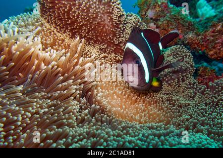 - Poisson clown Amphiprion chrysogaster Mauricien Banque D'Images