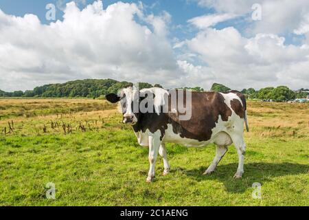 Vache debout sur un pré et regardant vers l'appareil photo Banque D'Images