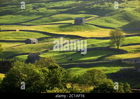 Lumière du soir sur les paysages typiques de Yorkshire Dales, Keld, vallée de Swaledale, parc national de Yorkshire Dales, North Yorkshire, Angleterre, Royaume-Uni Banque D'Images