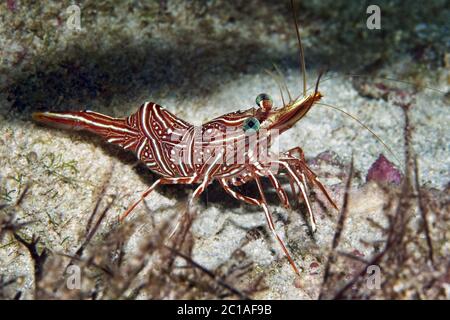 Crevettes dansantes de Durban - Rhynchocinetes durnbanensis Banque D'Images