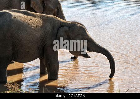 Les éléphants sur point d'eau Banque D'Images