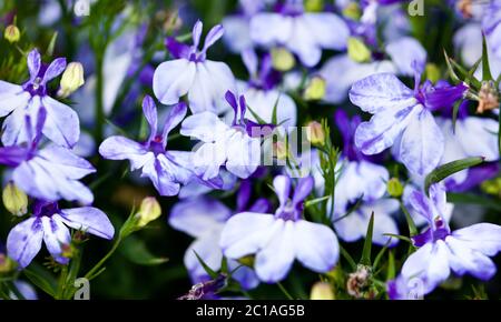 Lobelia «Techno Up Blue Delft» Banque D'Images