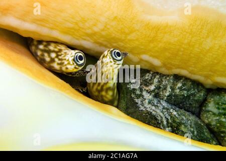 Yeux de la reine conch - Strombus gigas Banque D'Images