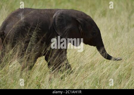 Éléphant bébé Amboseli - Big Five Safari - bébé éléphant de brousse africain Loxodonta africana Banque D'Images